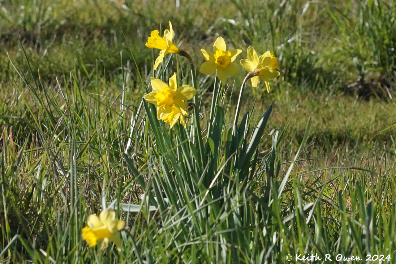 Daffodil