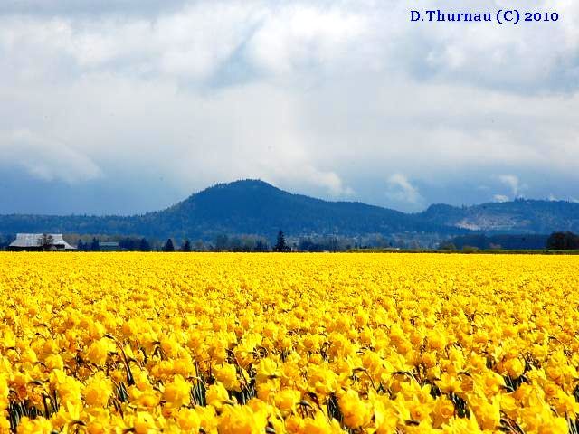 Daffodils