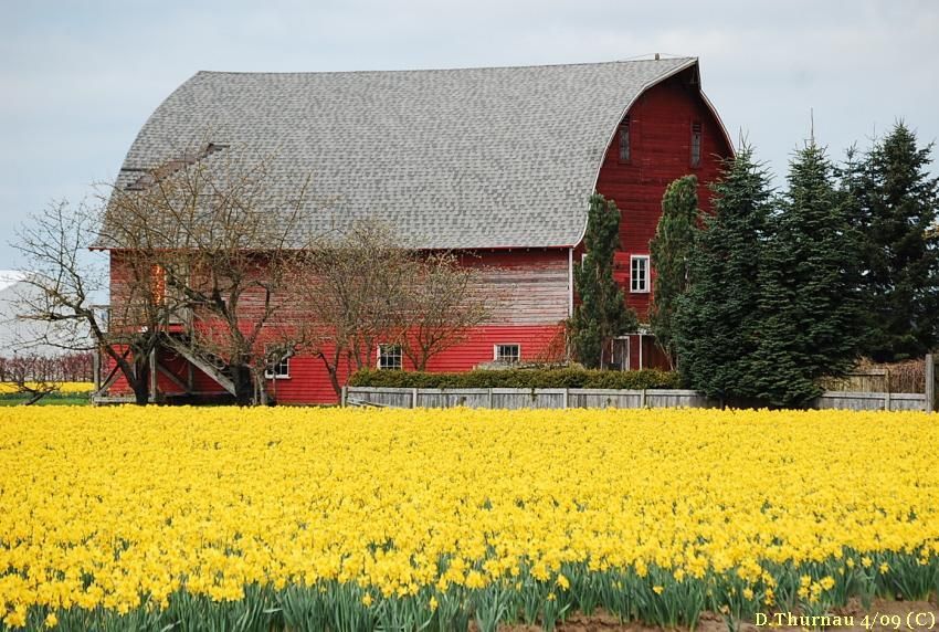 Daffodils