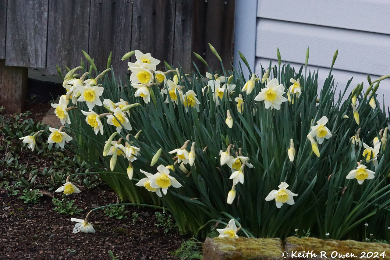 Daffodils