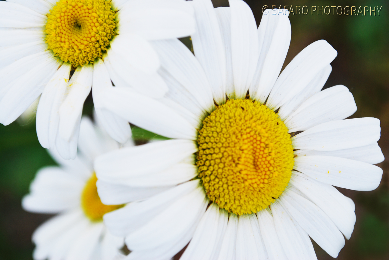 Daisies