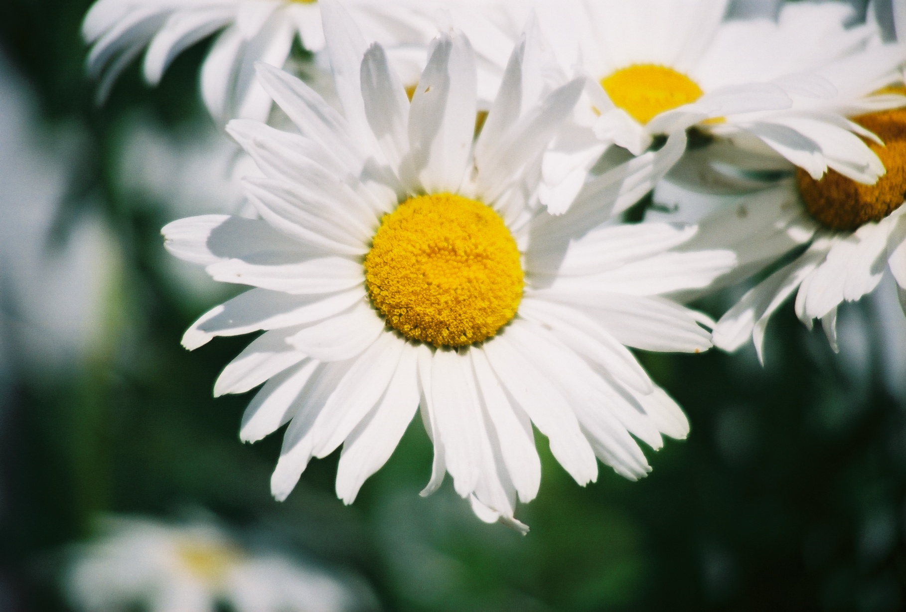 Daisy