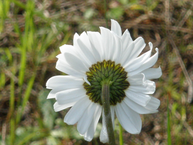 daisy