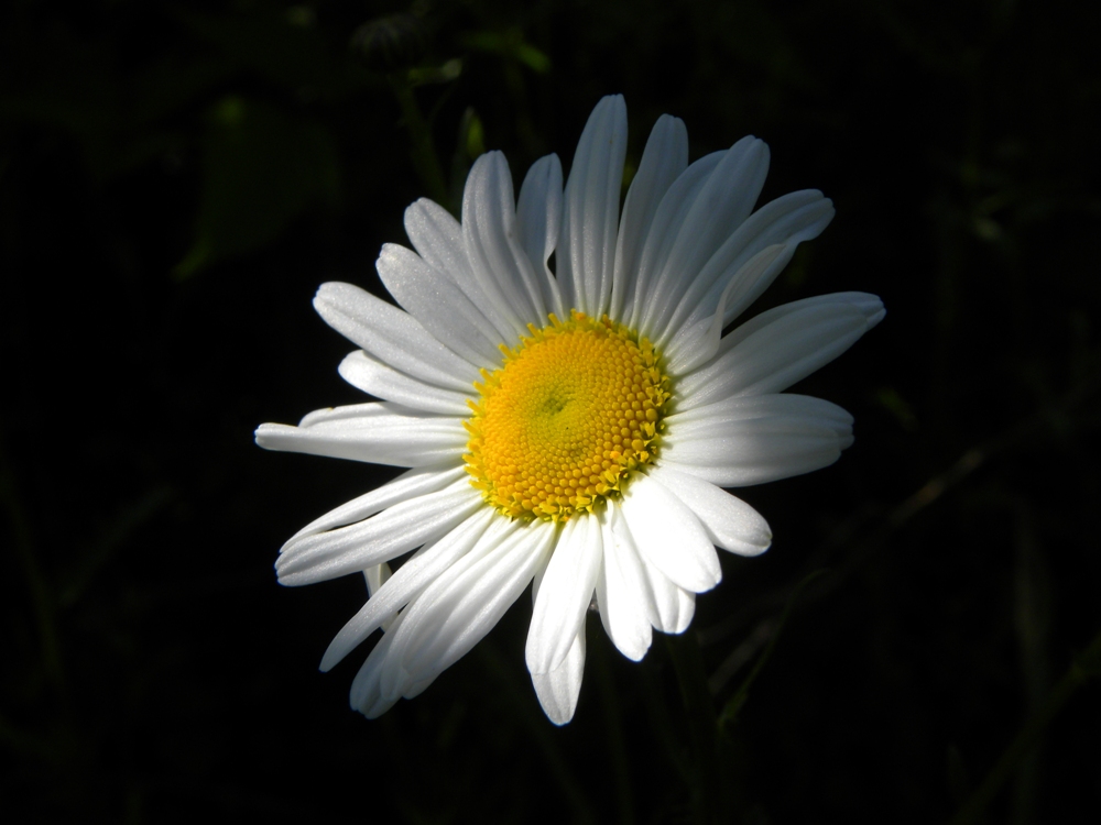 Daisy