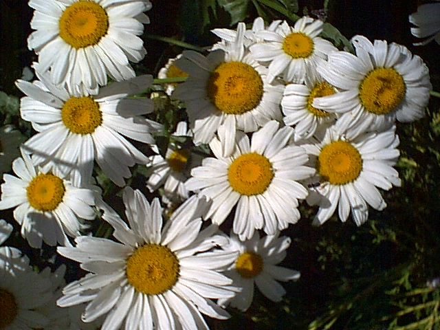 Daisy