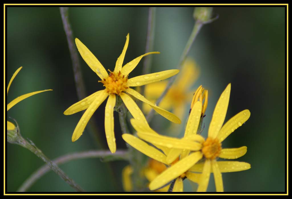 Damp Yellow