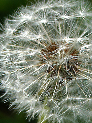 Dandelion Puff