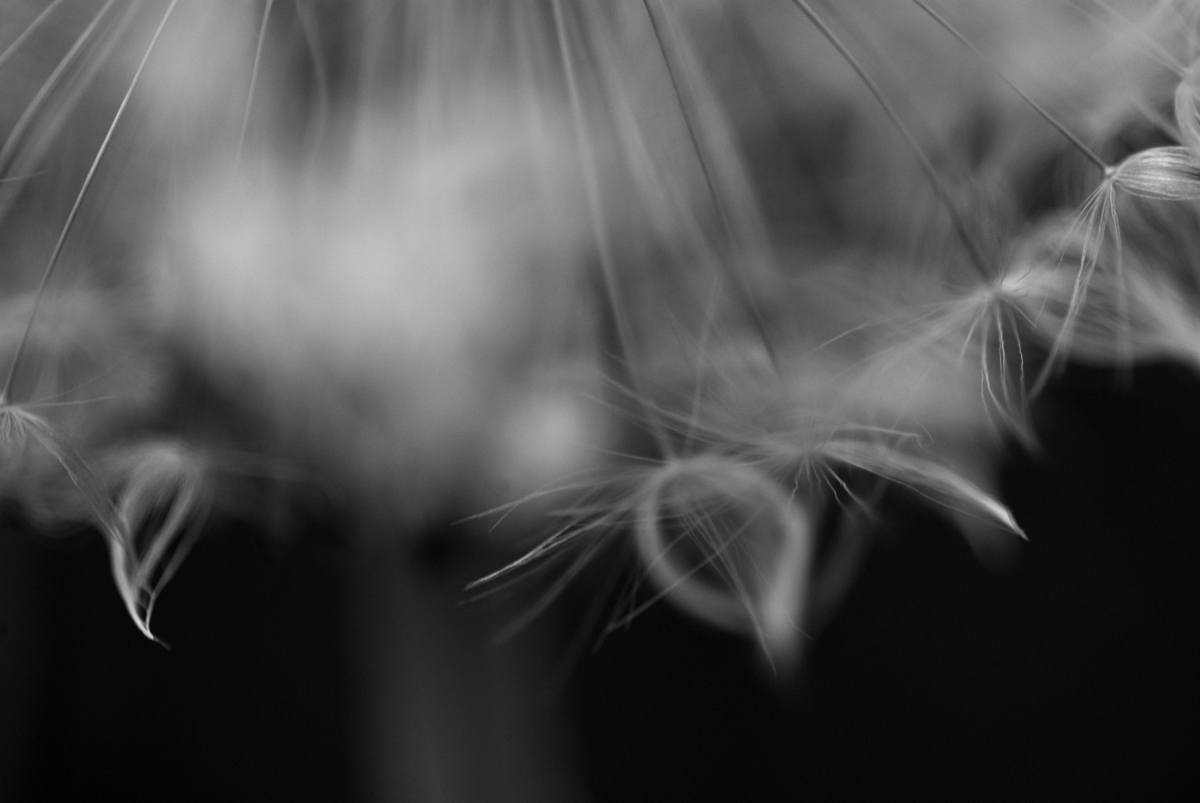 dandelion_mono_web