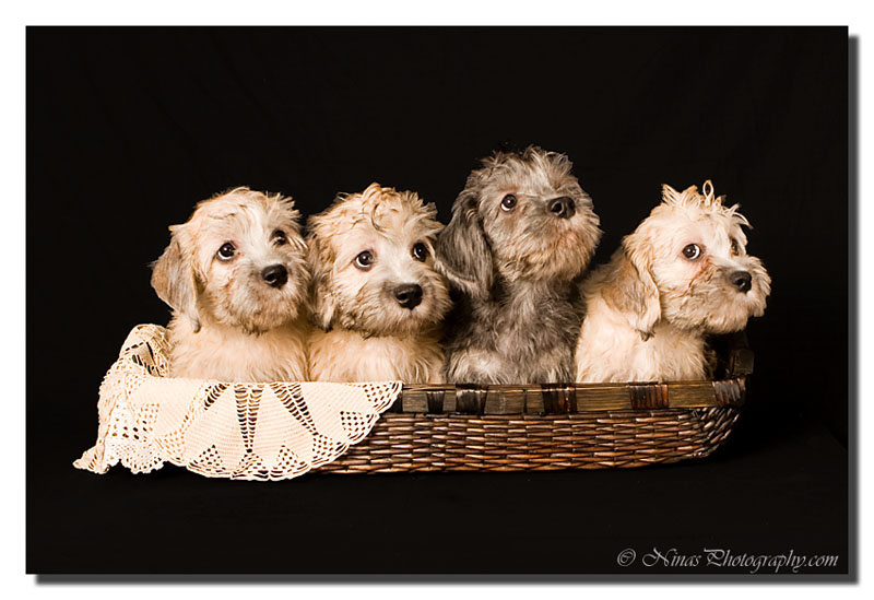 Dandie Dinmont Terrier Puppies