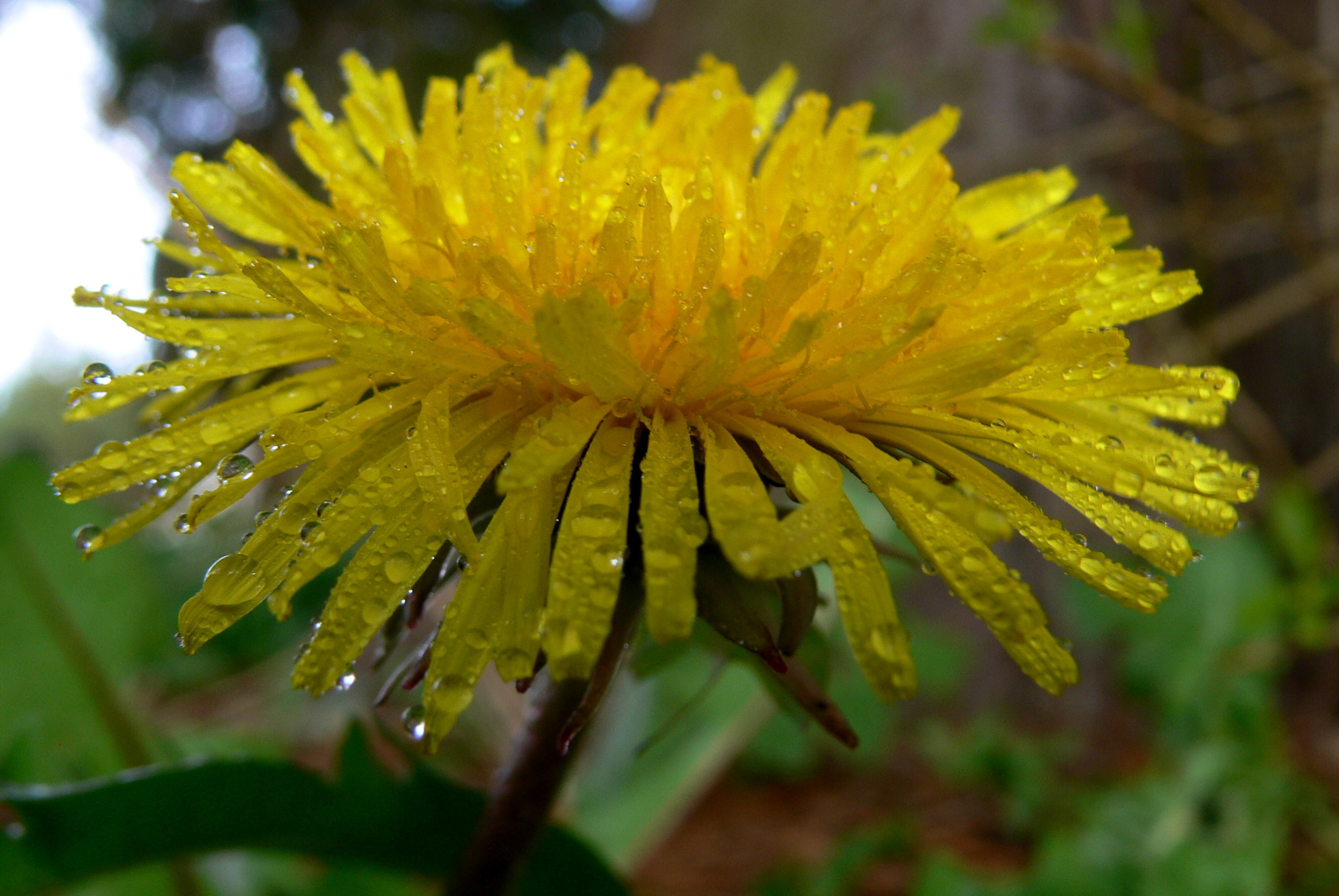 dandylion