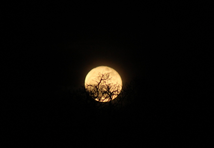 Dark Night