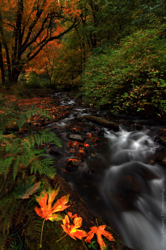 Darker side of Wahkeena Creek
