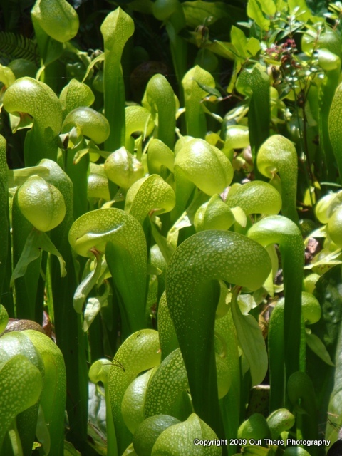 Darlingtonia