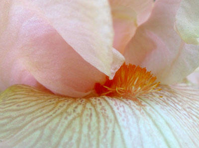 Day Lily closeup