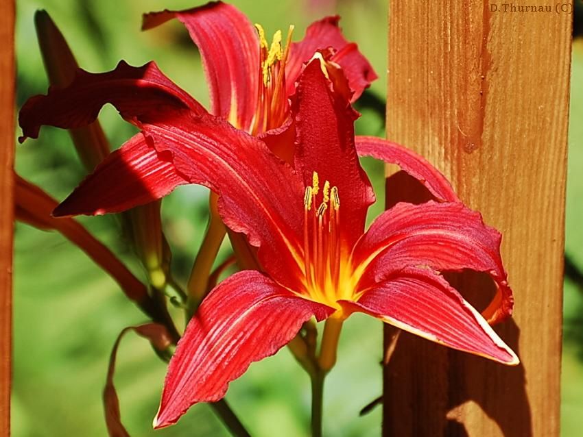 day lily