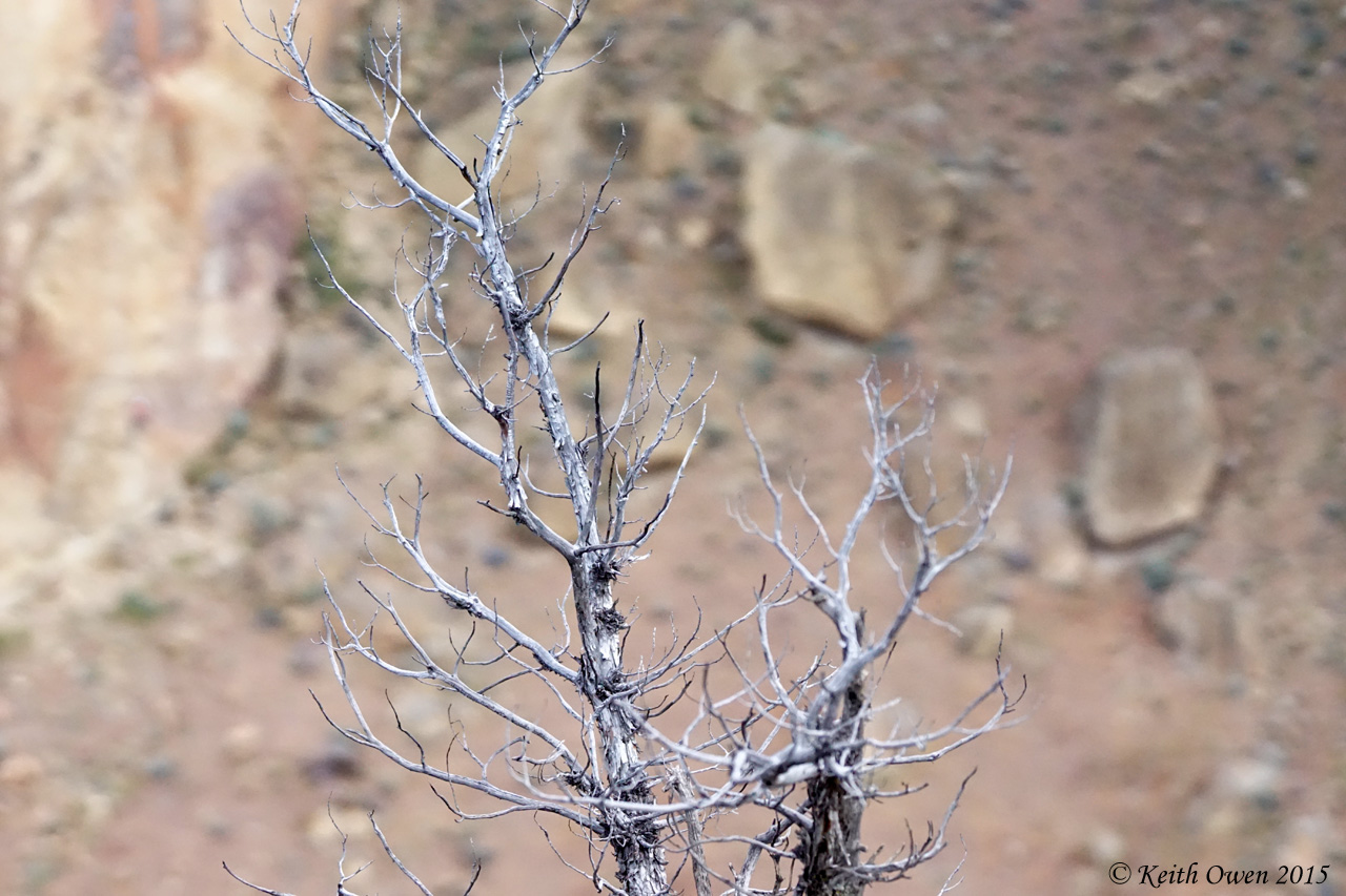 Dead Juniper
