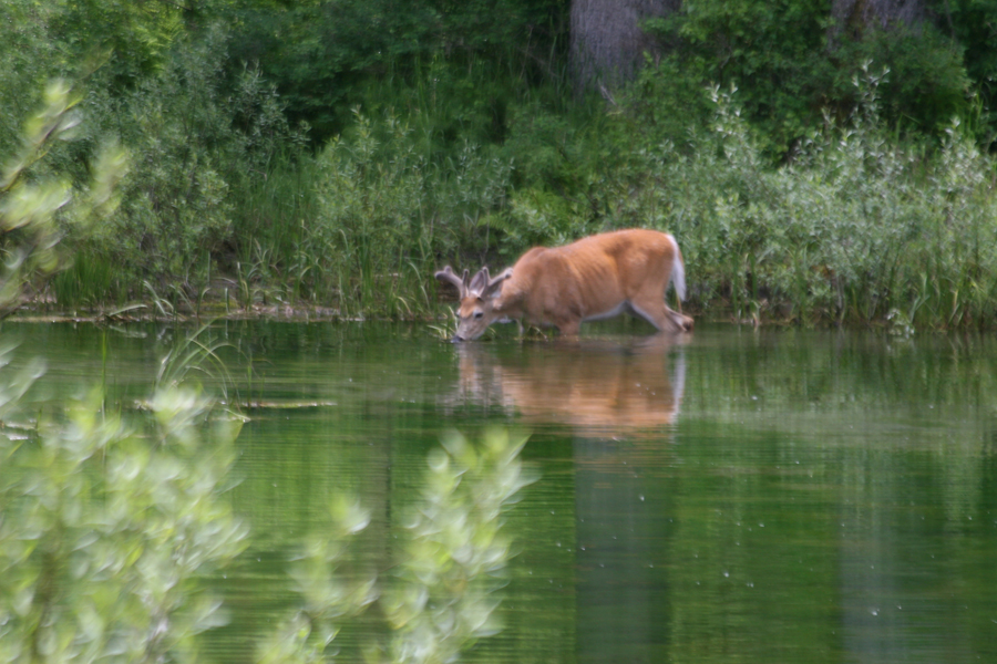 Deer Taking a Drink
