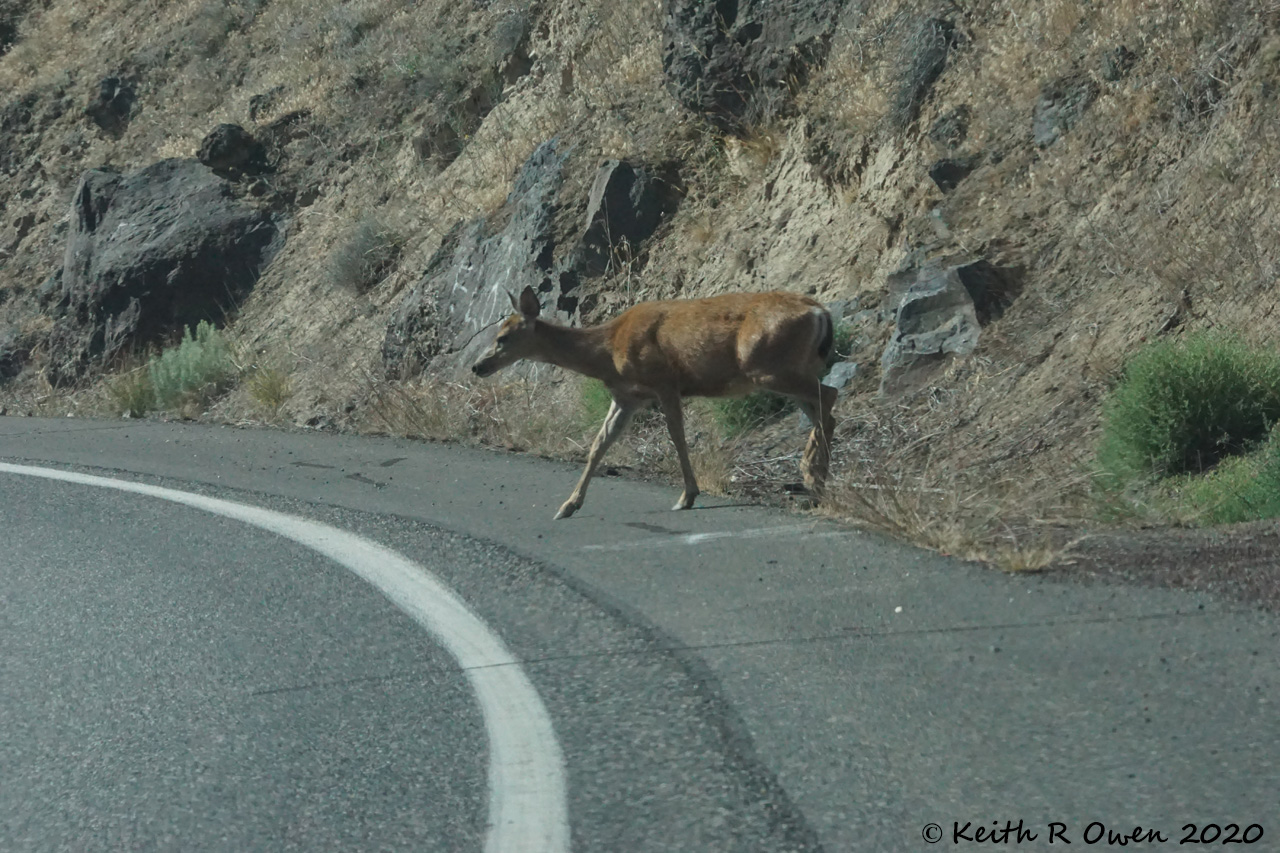 Deer