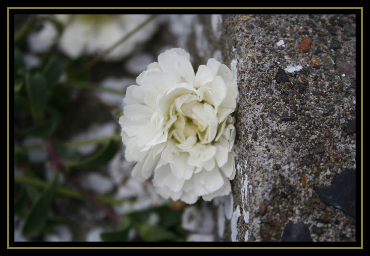 Delicate & Coarse