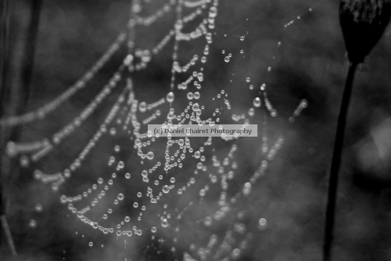 Dew Covered Web