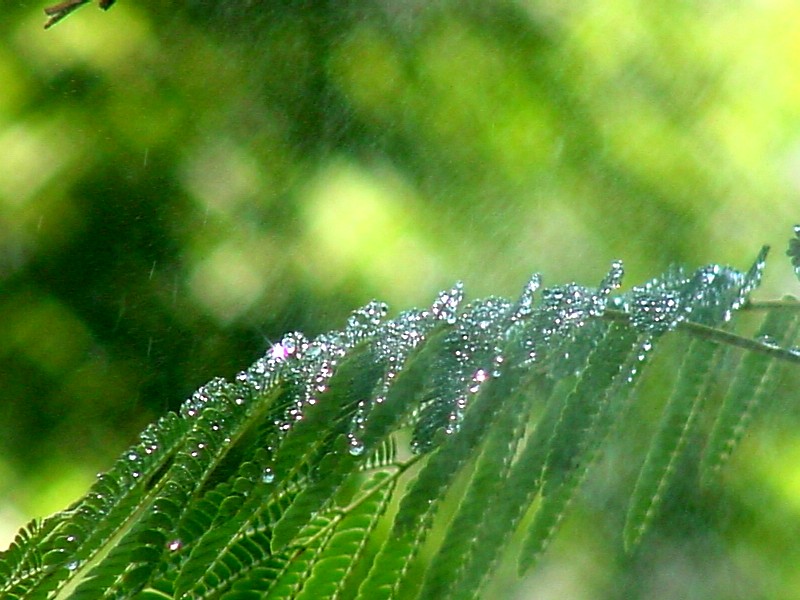 Diamond Rain