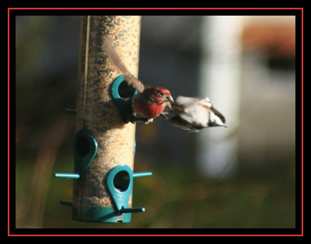 Dive Bomber