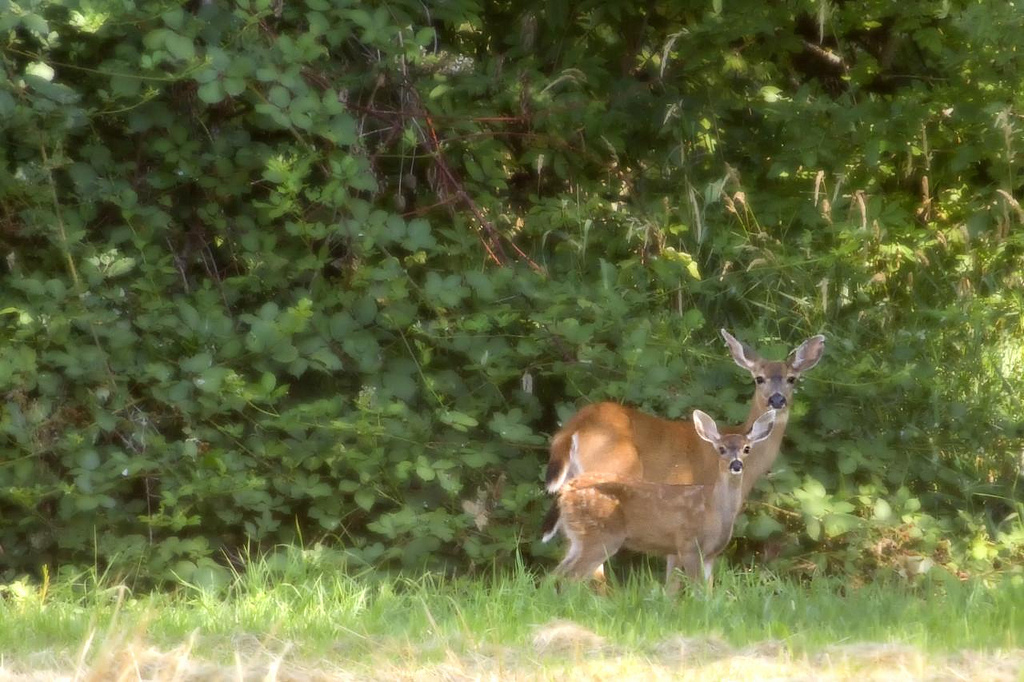Doe and Fawn
