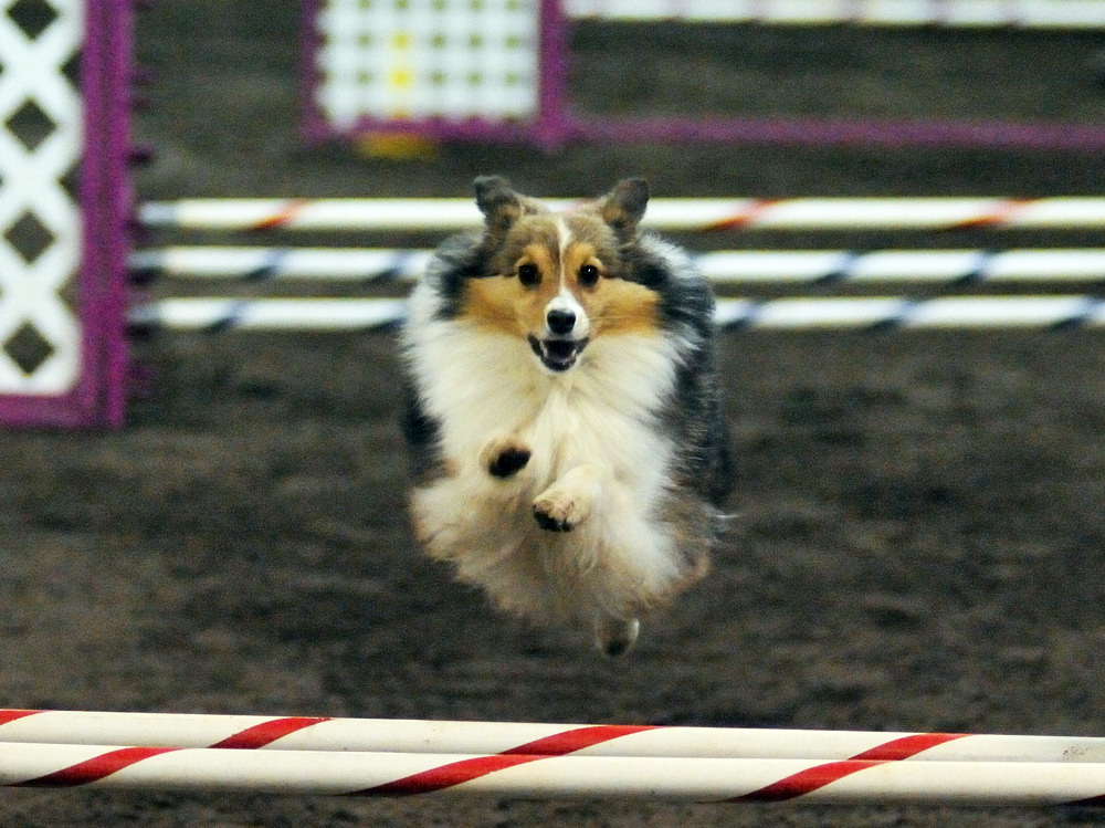 Dog Agility Trials