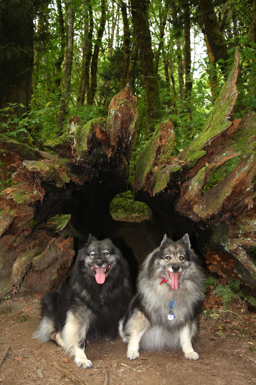 Dog Friendly