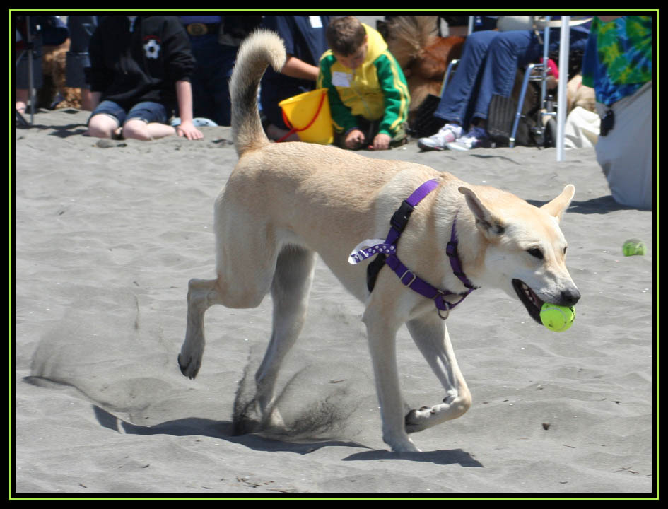 Doggie Olympic Game - Long Beach Washington 2010