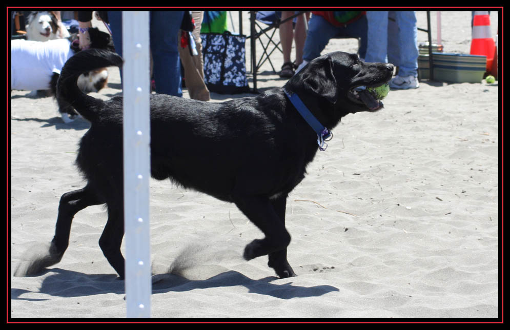 Doggie Olympic Game - Long Beach Washington 2010