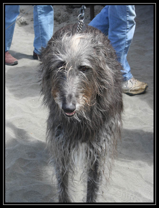 Doggie Olympic Game - Long Beach Washington 2010