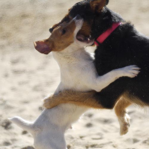 Dogs at Play