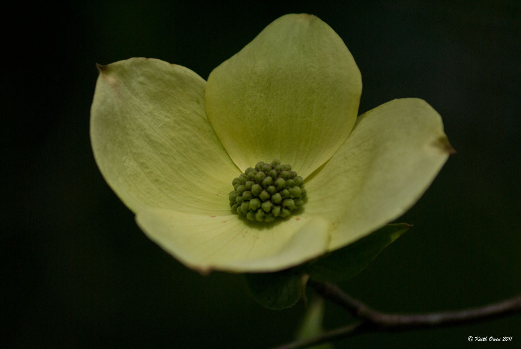 Dogwood