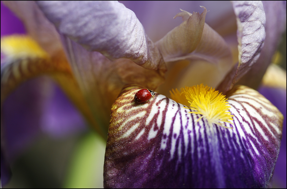 Dotless Lady Bug