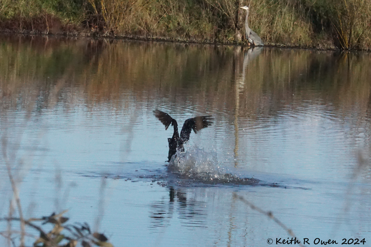 Double-crested Cormorant