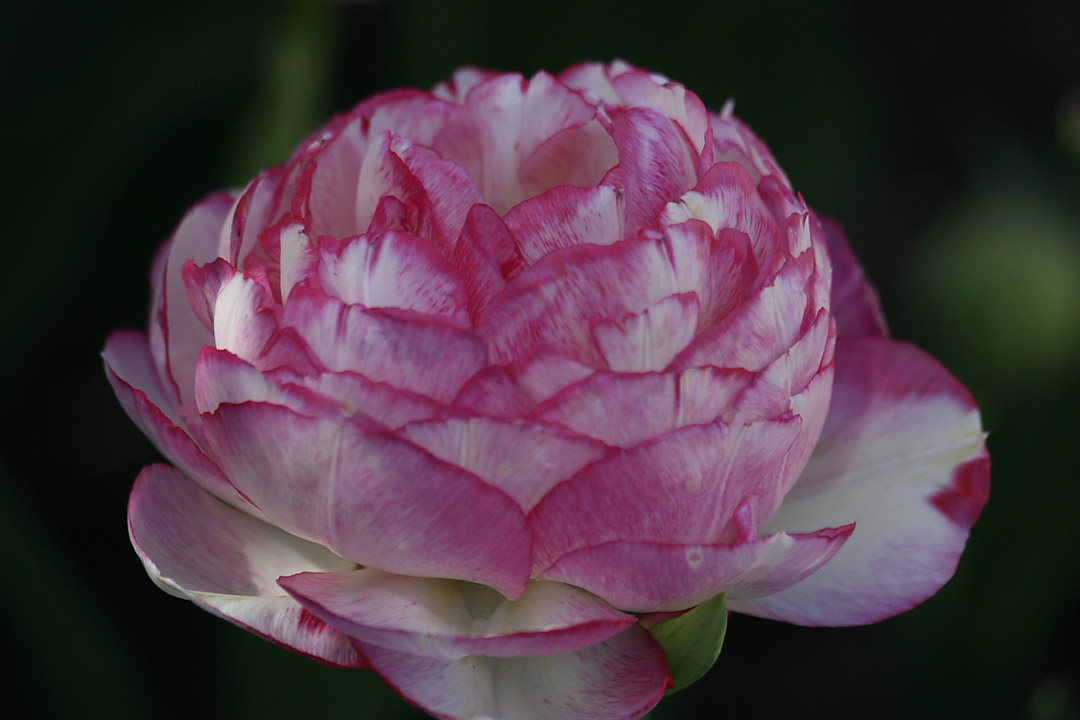 Double Tulip