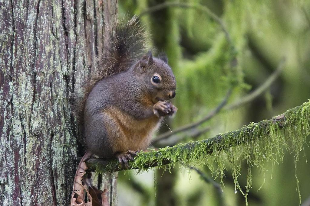 Douglas Squirrel