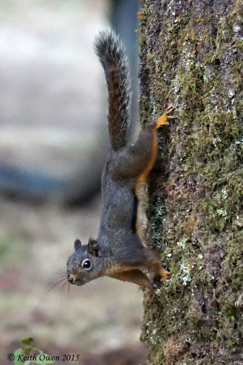 Douglas Squirrel