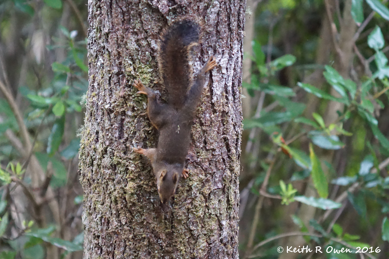 Douglas Squirrel