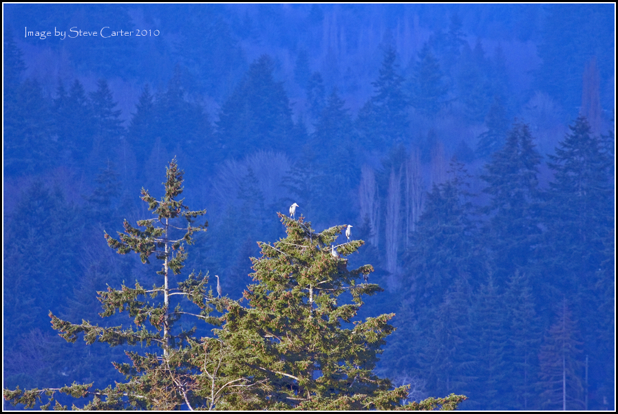 Downtown Herons