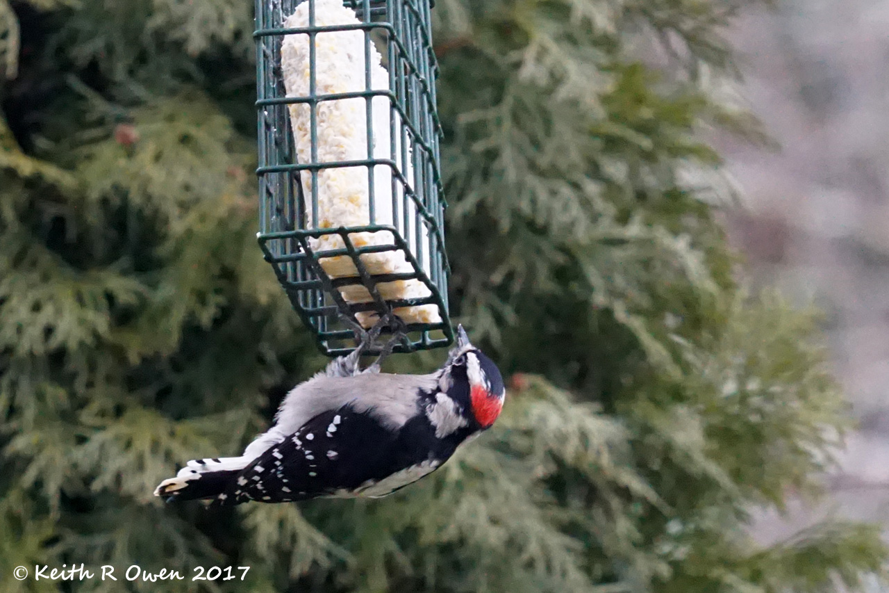 Downy Woodpecker