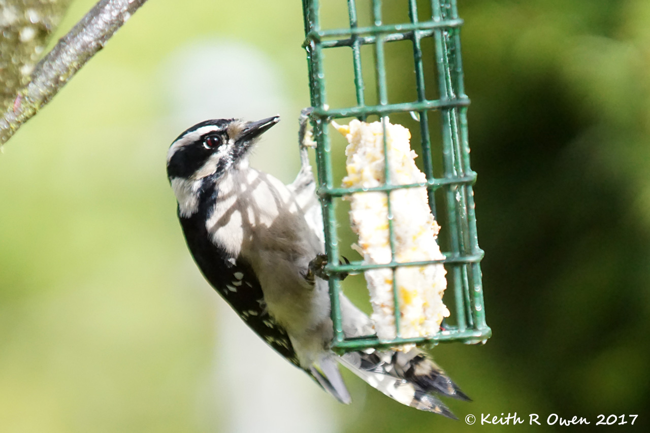 Downy Woodpecker