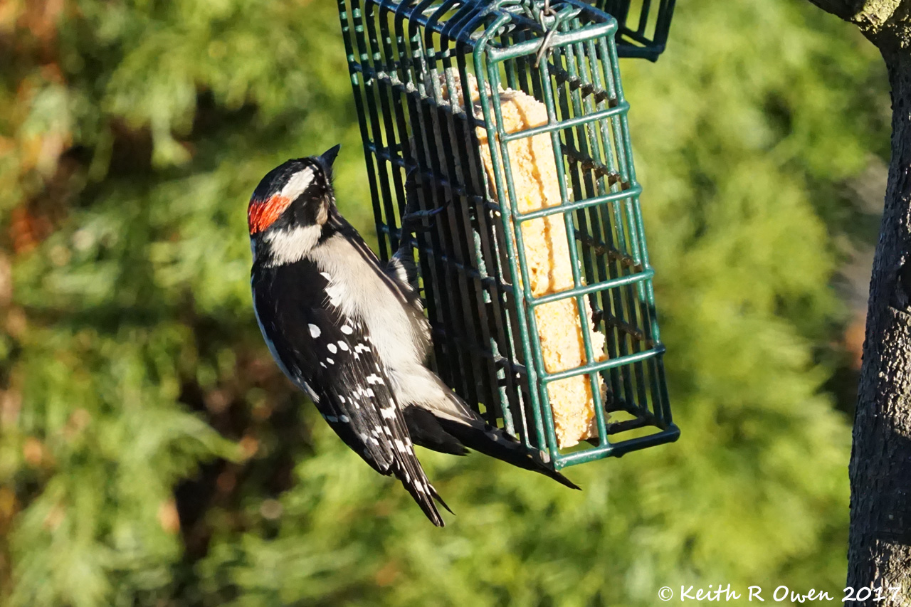 Downy Woodpecker