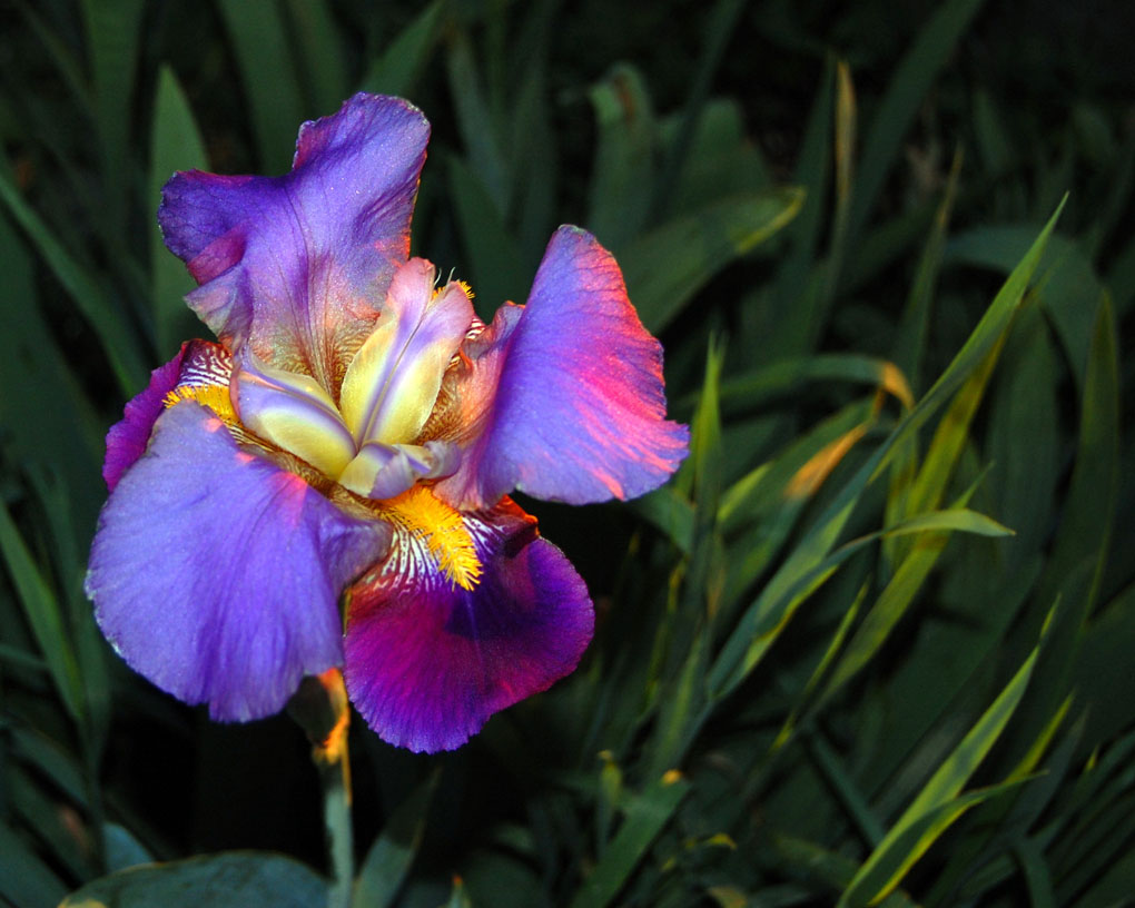Dragon Iris