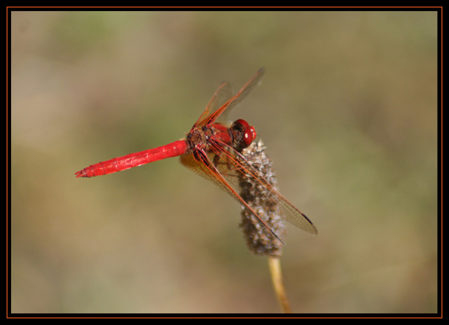 Dragonfly