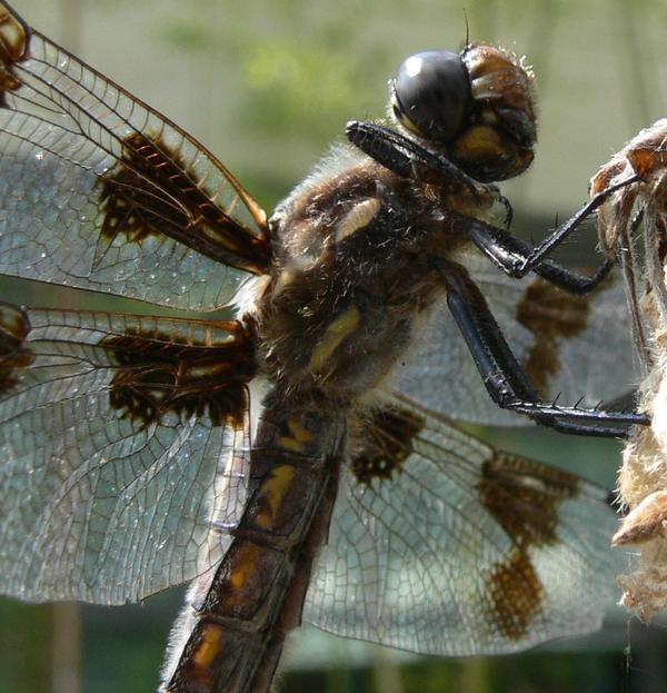 Dragonfly