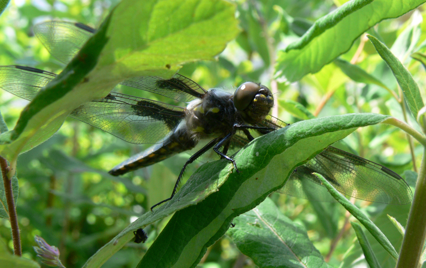 dragonfly