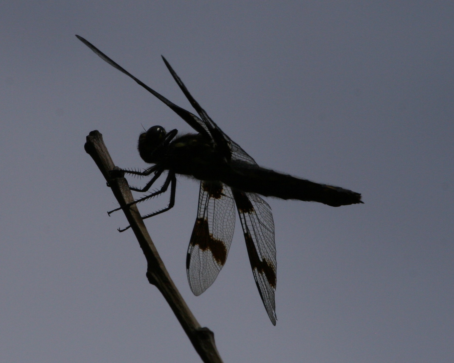 dragonfly