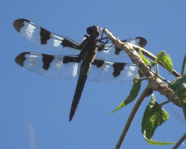 Dragonfly